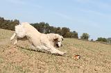 GOLDEN RETRIEVER 134
